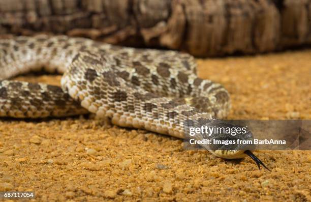 western hognosed snake - forked tongue stock pictures, royalty-free photos & images