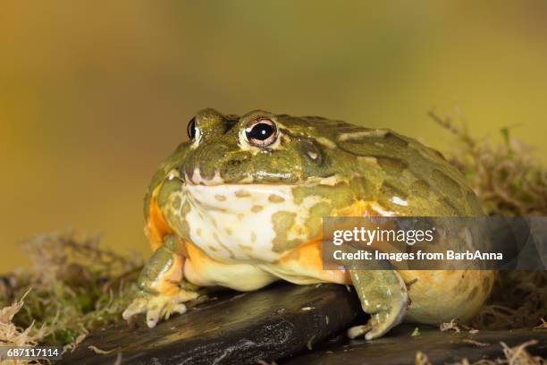 giant african bullfrog - african bullfrog stock-fotos und bilder