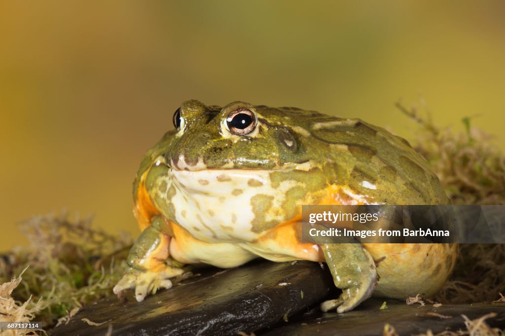 Giant African Bullfrog