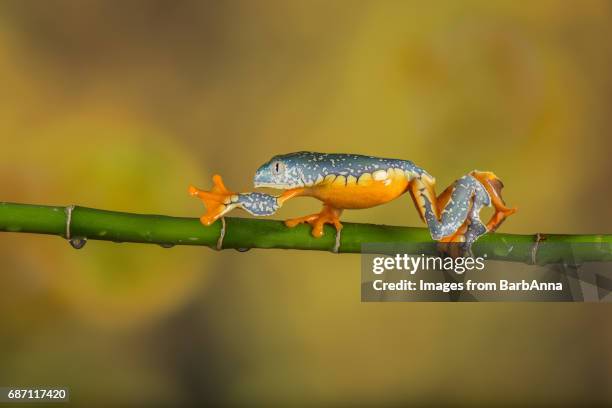 fringed leaf frog - amphibie stock-fotos und bilder