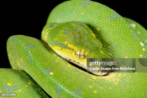 green tree python - green tree python stock pictures, royalty-free photos & images