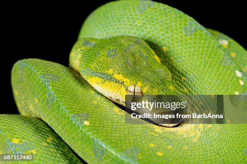 Green Tree Python Green Tree Python