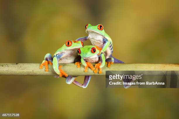 3,304 Cute Frog Stock Photos, High-Res Pictures, and Images
