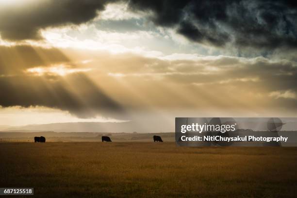 highland cow enjoying the evening sun in australia - ranch stock pictures, royalty-free photos & images