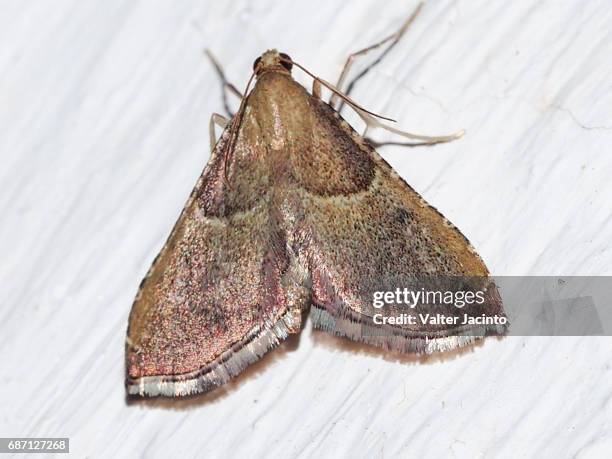 moth (endotricha flammealis) - pyralid moth stockfoto's en -beelden