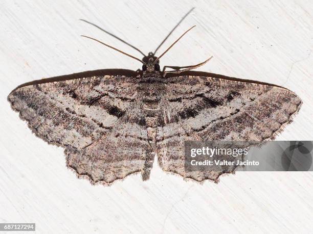 moth (rhoptria asperaria) - geometridae stock pictures, royalty-free photos & images