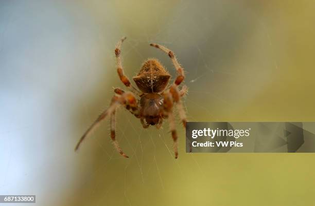 Orbweaver Spider, Cross orbweaver female, Descanso Gardens, Southern California.