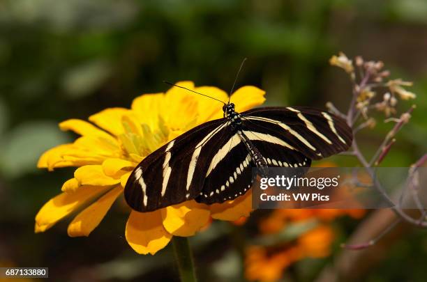 Zebra Longwing, Heliconius charithonia, Southern California.