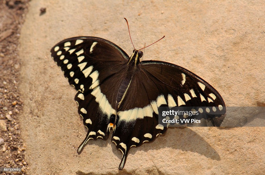 Butterflies