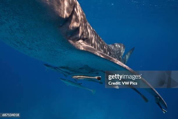 Whale shark and remora's.