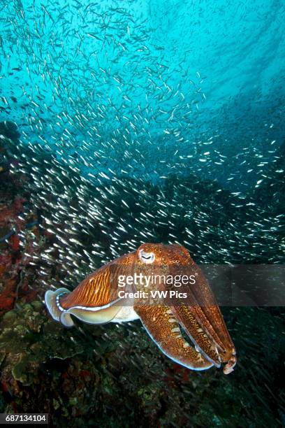 Pharao cuttlefish on a healthy reef at Richelieu Rock, Thailand.