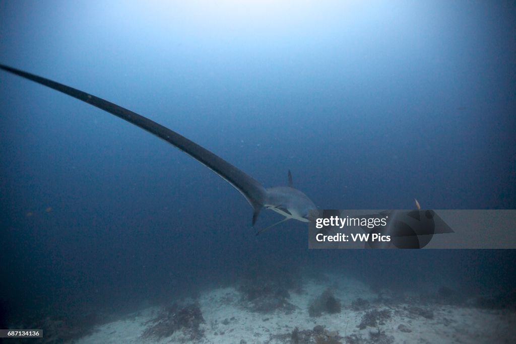 Pelagic thresher shark (Alopias pelagicus) at Monad Shoal, Philippines