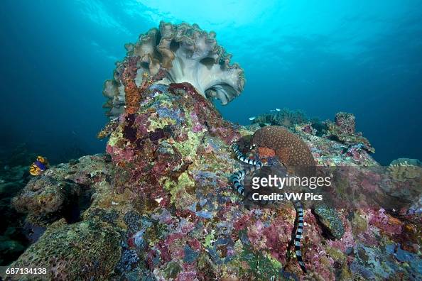 Banded sea krait in Napantao Sanctuary, Philippines. News Photo - Getty ...