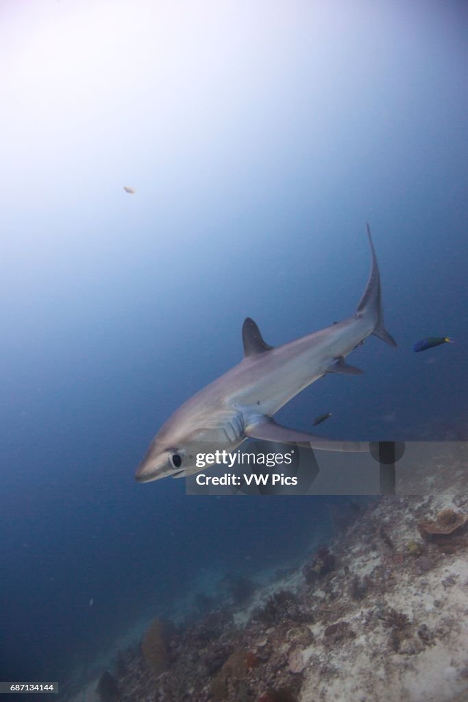 Pelagic thresher shark (Alopias pelagicus) at Monad Shoal, Philippines