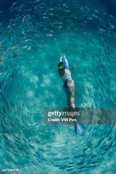 Snorkeler surrounded by a school of bigeye jackfish in Palawan, Philippines.