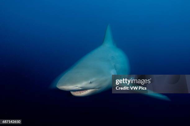 Female Bull shark, Carcharhinus leucas, swimming towars the camera near Playa Del Carmen, Mexico at the Caribbean sea.