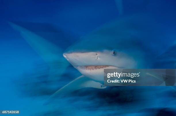 Female Bull shark, Carcharhinus leucas, portrait near Playa Del Carmen, Mexico at the Caribbean sea.