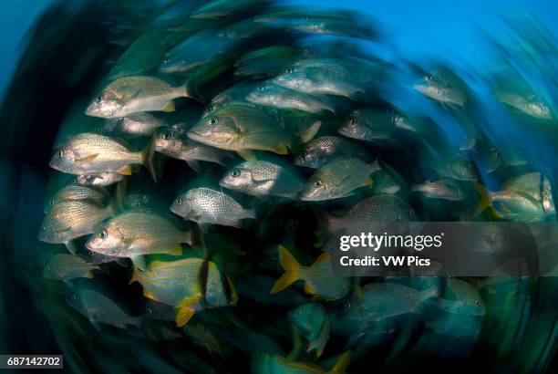 Porkfish, Anisotremus virginicus, white margate, Haemulon album, and blue striped grunts, Haemulon sciurus schooling arround coral reef Cancun Mexico...