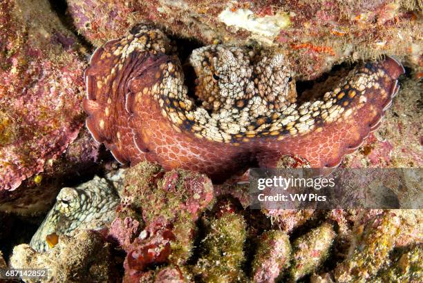 A couple of Two-spot octopus, Octopus bimaculatus, Socorro Island, Revillagigedo archipelago, Pacific ocean, Mexico.