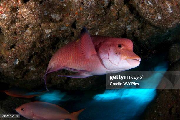 Mexican Hogfish, Bodianus diplotaenia, Socorro Island revillagigedo archipelago, Pacific ocean Mexico.