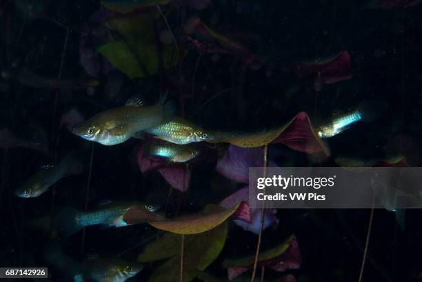 Group of molly fish amoung water lilies in cenote carwash, Yucatan peninsula Mexico.