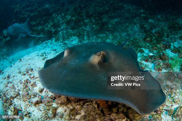 Southern stingray, Dasyatis americana resting in groups on sea mount off shore Isla Mujeres Mexico Caribbean sea.