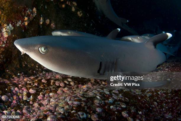 Whitetip shark, Triaenodon obesus, resting on volcanic floor at roca partida, Revillagigedo archipelago, pacific ocean Mexico.