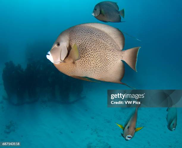 Gray angelfish schooling to be cleaned from parasites and death skin on the underwater museum Cancun Mexico, Caribbean sea.