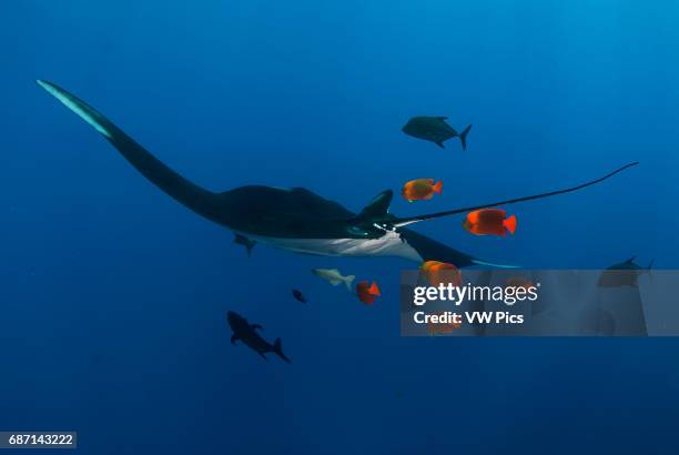 Giant Manta ray, manta birostris and clarion angelfish at cleanning stacion in San Benedicto Island Revillagigedo archipelago, Pacific ocean, Mexico.