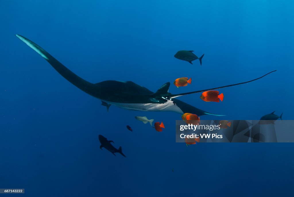 Giant Manta ray
