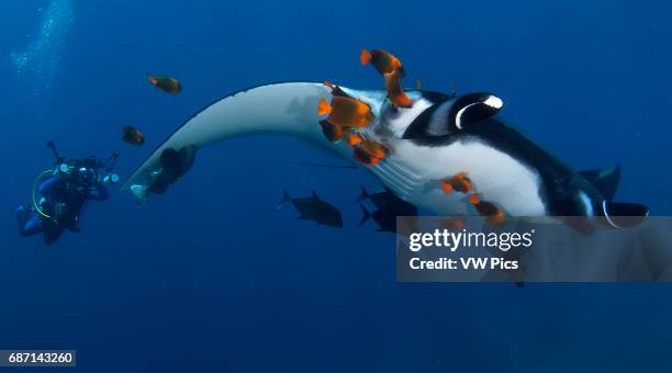 Manta Ray, Manta birostris, scuba diver and clarion angelfish on a cleanning estacion, Socorro Island, Revillagigedo archipelago, Pacific ocean,...