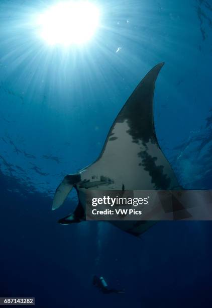 Giant Manta ray, manta birostris and scuba diver in San Benedicto Island Revillagigedo archipelago, Pacific ocean, Mexico.