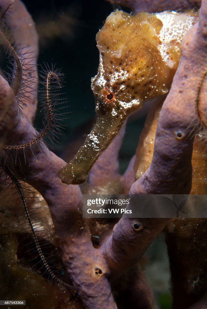 Longsnout seahorse