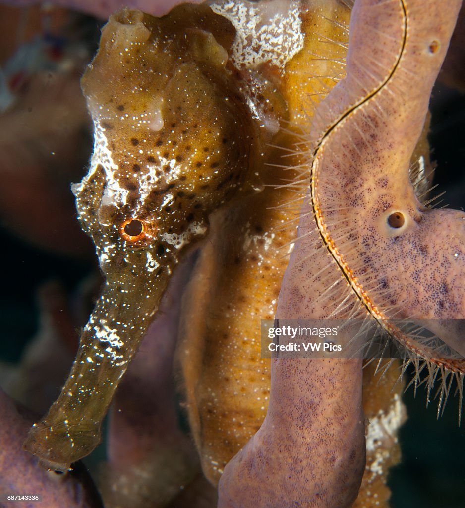 Longsnout seahorse