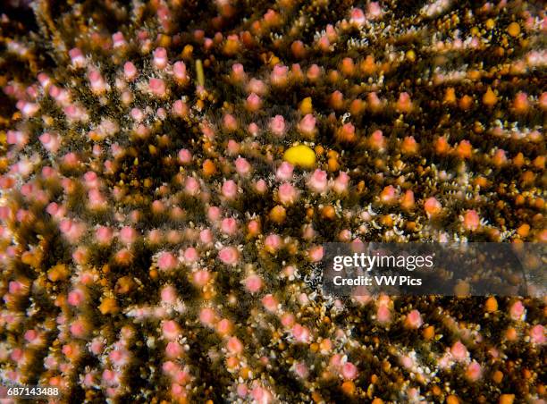 Crown-of-thorns Starfish detail ,sea of cortez baja california Mexico.