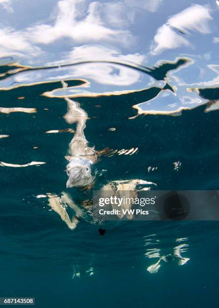 Brown booby bird, Sula leucogaster, resting on surface from underwater view, Sea of cortez baja california Mexico.