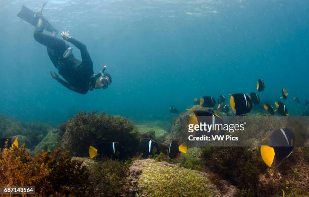 Free diver champion Maria Teresa Solomons among a school of king angelfish, Holacanthus passer, at San Pedro Martir island, Sea of Cortez, Baja...