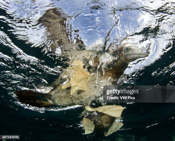 Brown booby bird, Sula leucogaster, resting on surface from underwater view, Sea of cortez baja california Mexico.