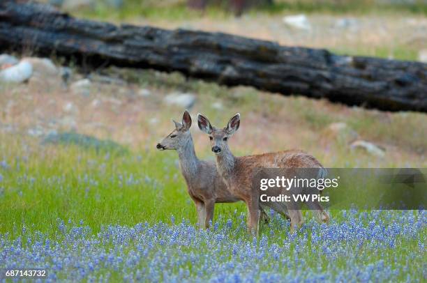 Mule Deer Does in Lupines in Spring, Black-tailed Deer, Odocoileus hemionus, North Wawona Meadow, Yosemite National Park.