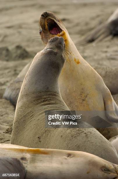 Elephant Seal Females Fighting, Close Portrait, Northern Elephant Seal, Piedras Blancas Rookery, San Simeon, California.