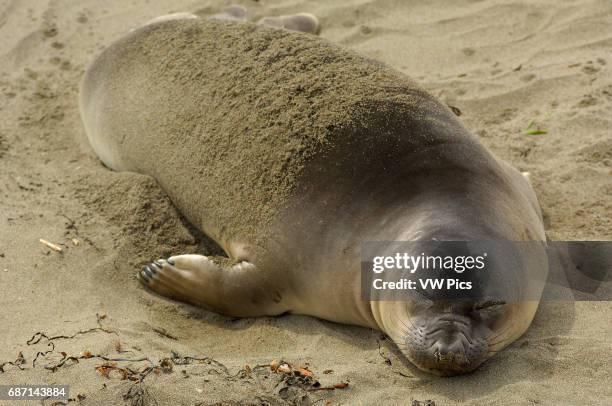 Elephant Seal Young Female Sleeping, Close Portrait, Northern Elephant Seal, Piedras Blancas Rookery, San Simeon, California.