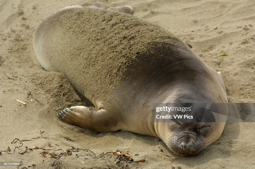 Elephant Seal Young Female Sleeping