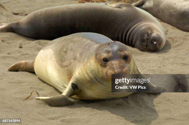 Elephant Seal Young Female, Close Portrait, Northern Elephant Seal, Piedras Blancas Rookery, San Simeon, California.