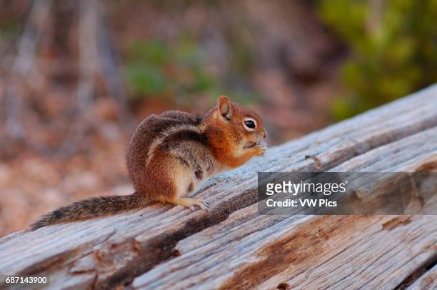 Golden-Mantled Ground Squirrel, Callospermophilus lateralis, Navajo Trail, Bryce Canyon National Park, Utah.