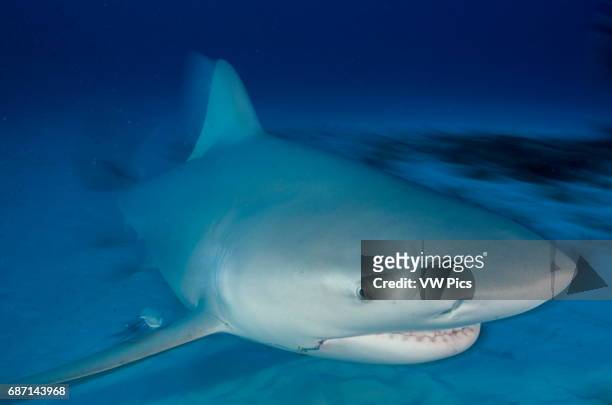 Female Bull shark, Carcharhinus leucas, swimming towars the camera near Playa Del Carmen, Mexico at the Caribbean sea.
