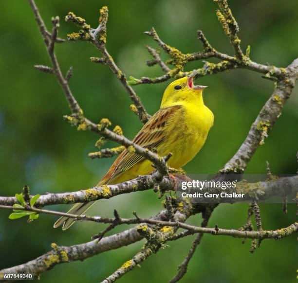 yellowhammer [emberiza citrinella] - bird singing stock pictures, royalty-free photos & images