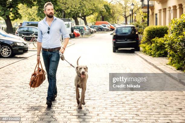 tar hunden för en promenad i staden - weimaraner bildbanksfoton och bilder
