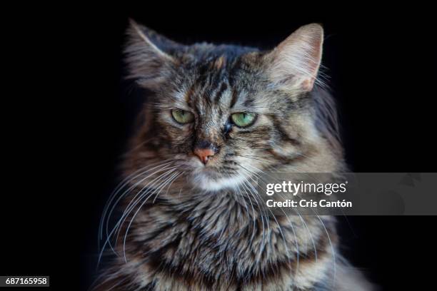 angry cat - angry cat stock pictures, royalty-free photos & images