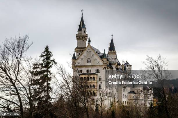 neuschwanstein castle - albero spoglio 個照片及圖片檔