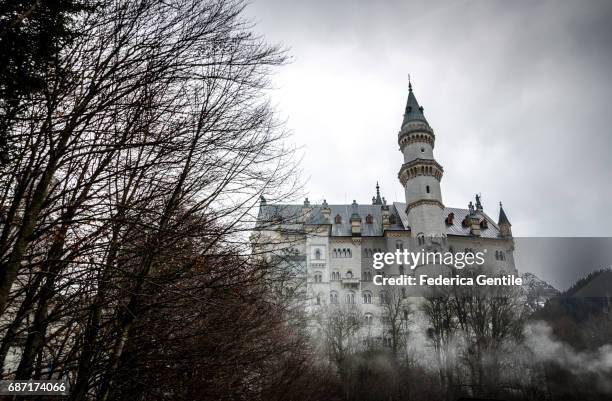 neuschwanstein castle - albero spoglio stock-fotos und bilder